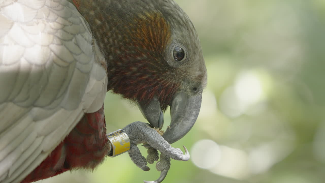 un close-up de un loro kaka comiendo en el bosque.
