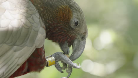 close up of kaka parrot eating in the forest