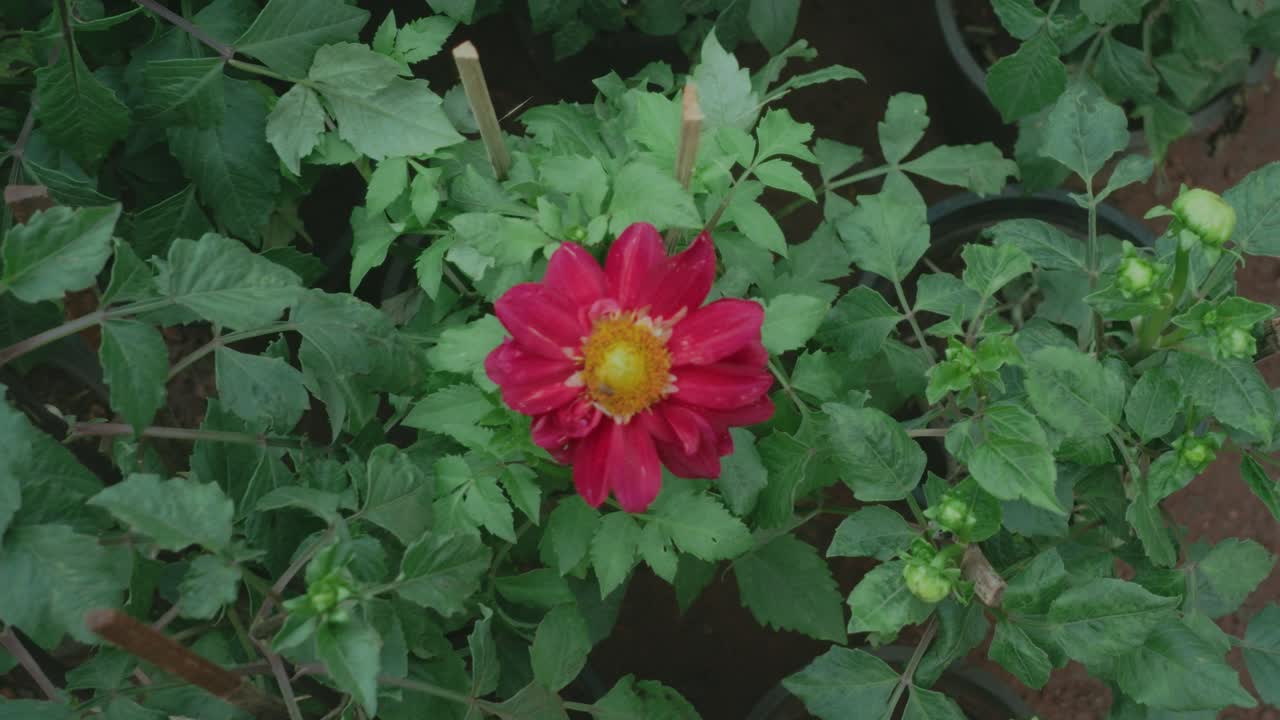Lenta carrellata in avanti che si avvicina a un fiore rosso circondato da foglie verdi