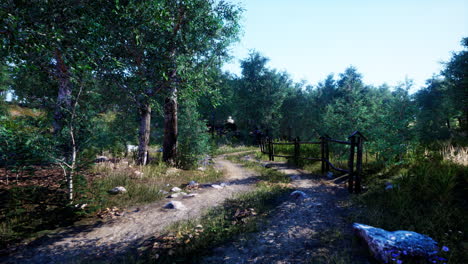 dirt road through forested countryside at sunset