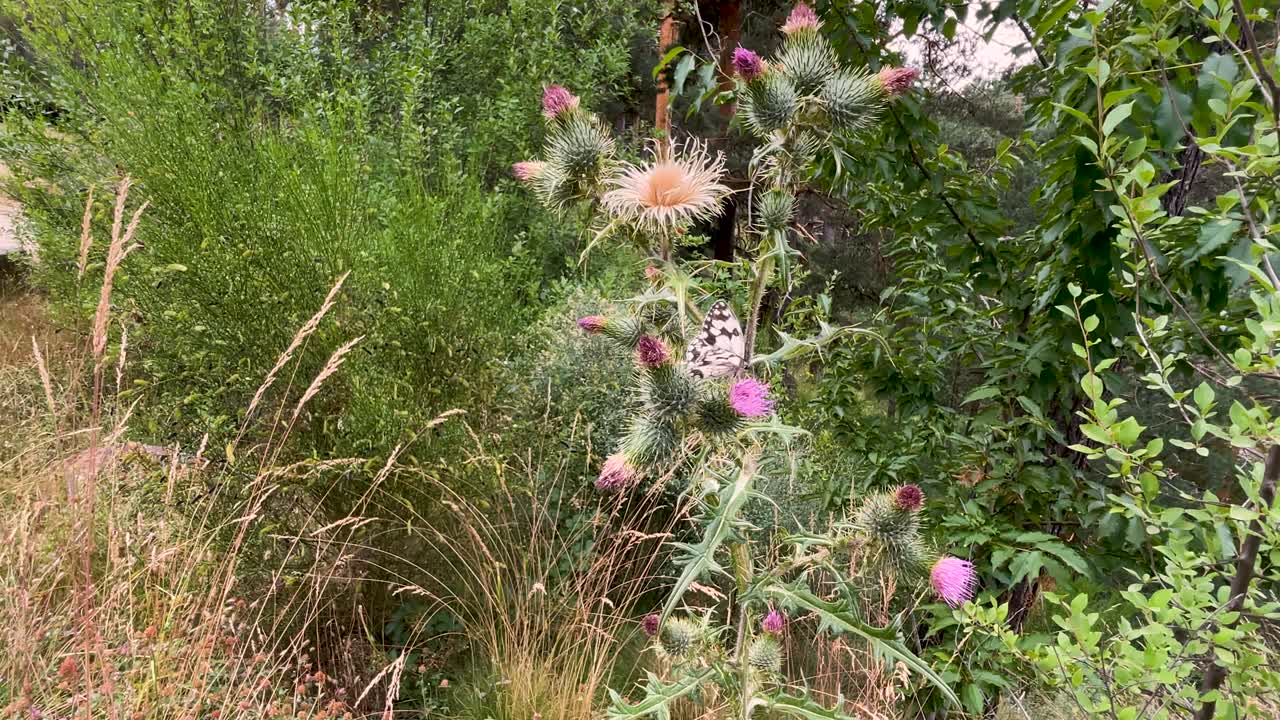 Spectacular slow motion images of a butterfly perched on a thistle plant with violet flowers, next to it there is an orange bumblebee that takes flight and returns again, the butterfly takes flight