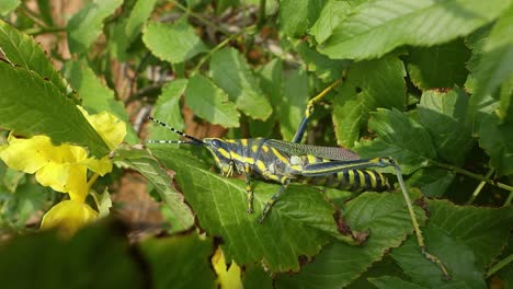 Aularches-miliaris-is-a-monotypic-grasshopper-species-of-the-genus-Aularches.-Insect-has-been-called-by-a-variety-of-names-including-coffee-locust,-ghost-grasshopper,-northern-spotted-grasshopper.