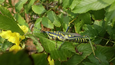 Aularches-Miliaris-Es-Una-Especie-De-Saltamontes-Monotípico-Del-Género-Aularches.-El-Insecto-Ha-Recibido-Diversos-Nombres,-Entre-Ellos-Langosta-Del-Café,-Saltamontes-Fantasma-Y-Saltamontes-Moteado-Del-Norte.