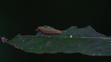 Busy-eating-the-leaf-from-the-side-while-the-wind-blows-hard-in-the-forest,-Round-headed-Caterpillar,-Thailand