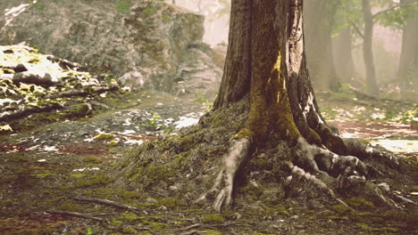 root covered with moss in a dark forest