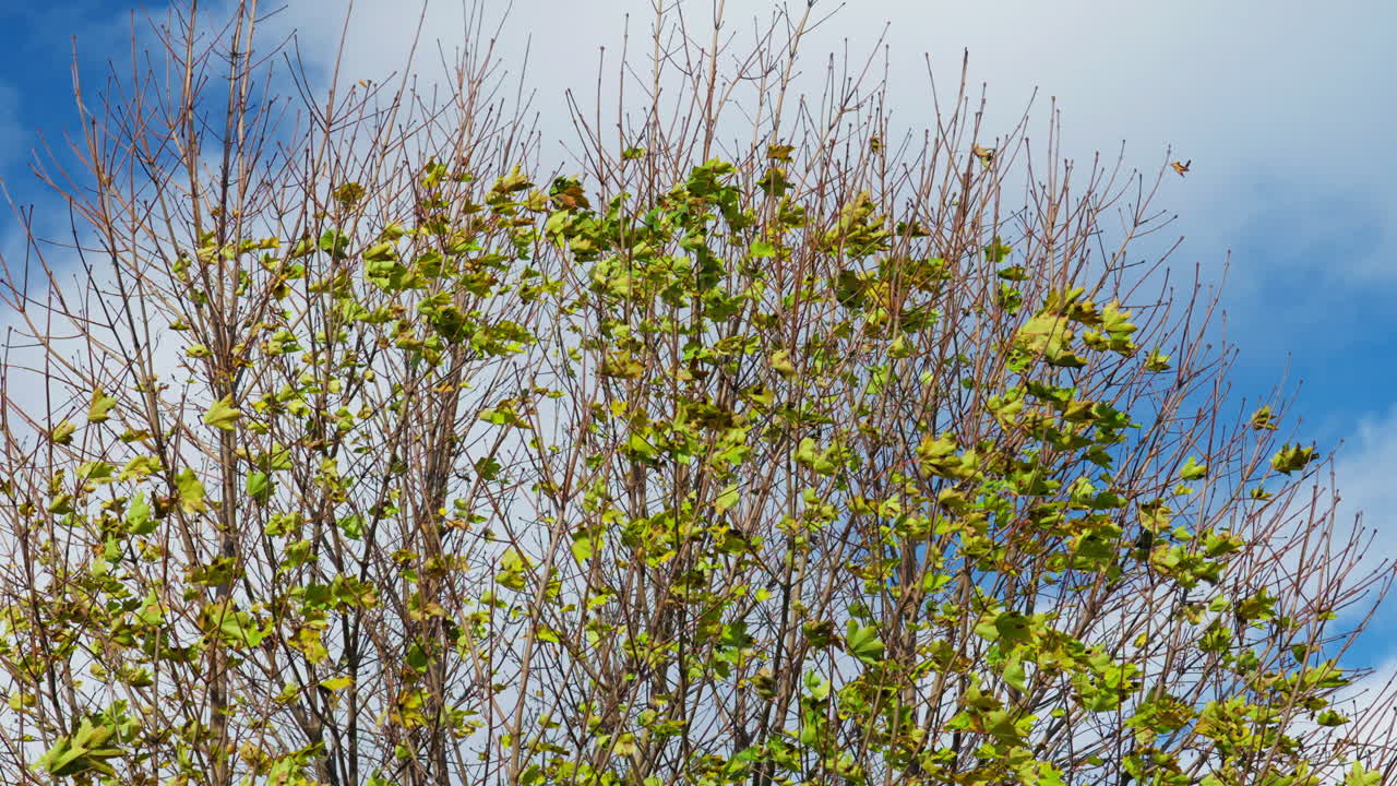 Tree with sparse green leaves under blue sky on a sunny day