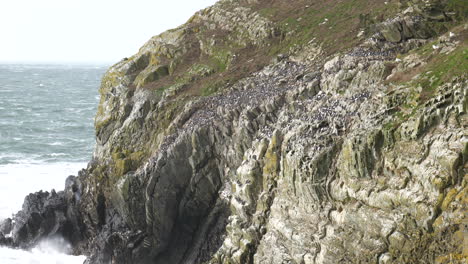 puffins nesting on cliffs above the ocean in wales