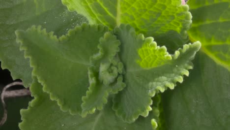 fresh basil spice plant leaves