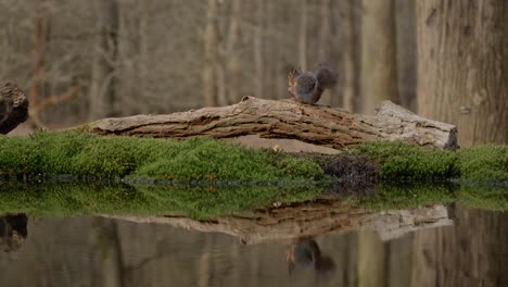 a squirrel walking on a log near a calm forest pond, in super slow motion