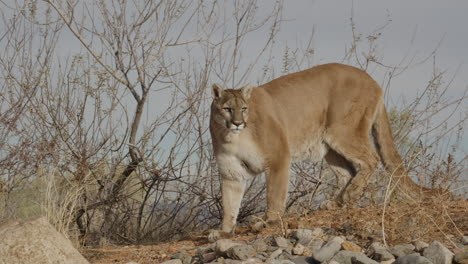 león de montaña acechando a su presa en un clima árido del desierto - en el estilo de un documental de la naturaleza