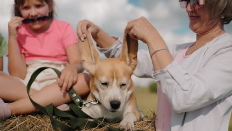 perro feliz con correa orejas estiradas juguetón por mujer sonriente, niño con camisa rosa ajustando gafas de sol, relajándose en el pajar iluminado por el sol en el campo, disfrutando del cálido día de verano con risas y diversión