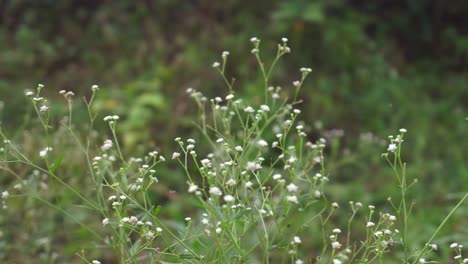 parthenium is a poisonous plant with a variety of diseases that grow from flower molecules