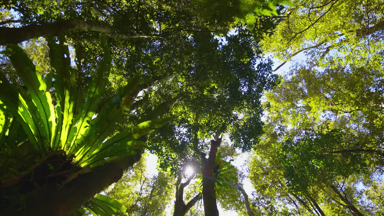 fluxo de água do parque nacional de springbrook para cachoeiras, costa de ouro, queensland, austrália