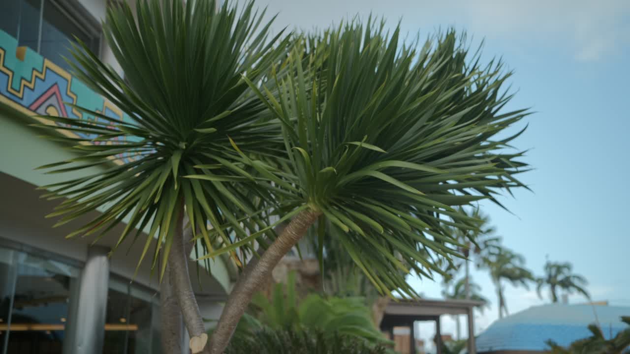 바람으로 인해 흔들리는 나무 잎, 느린 움직임