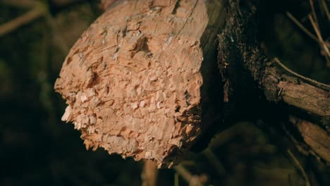 一棵被砍掉的树干的近距离拍摄