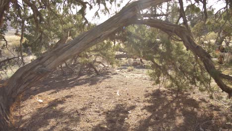 empuje rápido a través y debajo de los árboles del desierto de utah