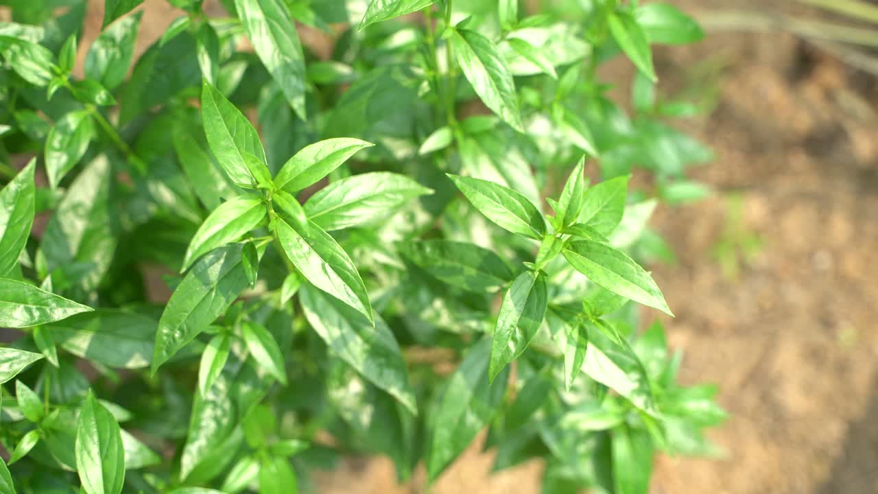 se prepara una variedad de medicamentos a partir de la hoja de andrographis paniculata o kalmegh