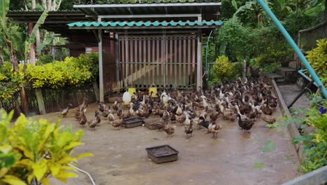 a bustling pen filled with mallards, showcasing vibrant waterfowl activity