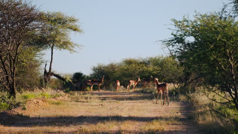 impalas on a path in the african savanna