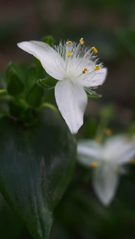 vertical closeup of a tradescantia fluminensis flower moved by a gentle breeze