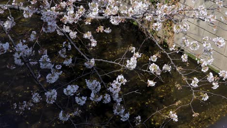 The-Best-Cherry-Blossom-in-Tokyo