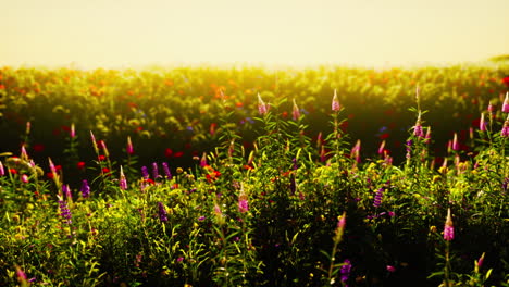 Spring-meadow-with-flowers-on-sunset