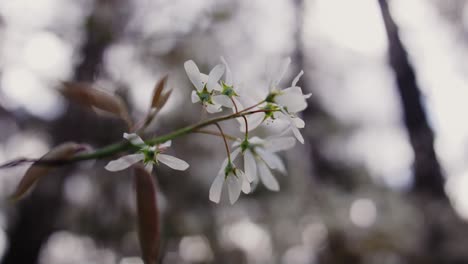 close-up of spring blossoms