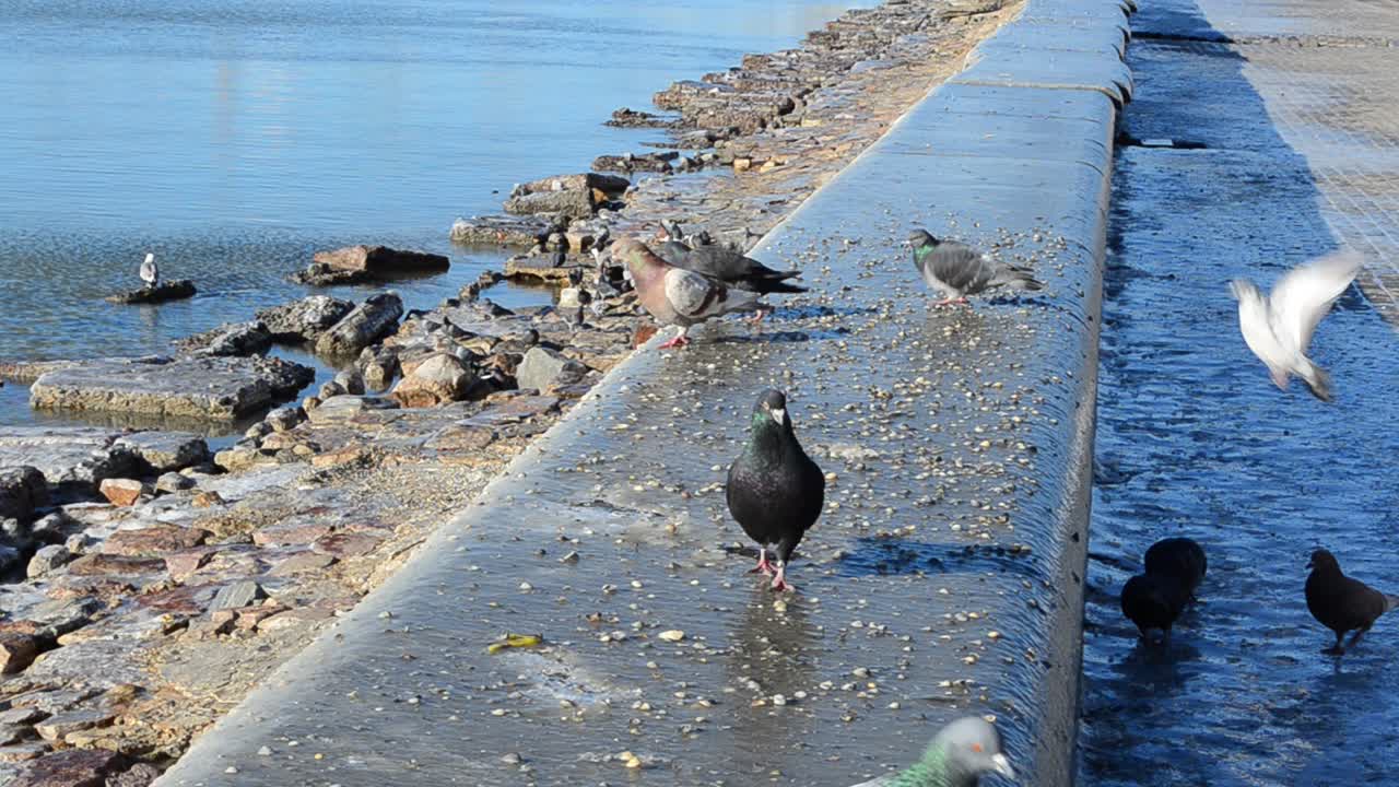 Piccioni in inverno. L'argine ghiacciato.