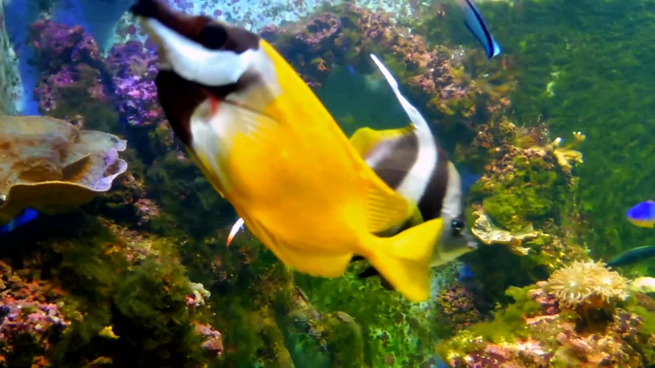 Hvide og sorte scalarefisk svømmer i et akvarium i London.