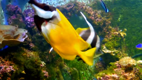 pez ángel blanco y negro nadando en un acuario en londres