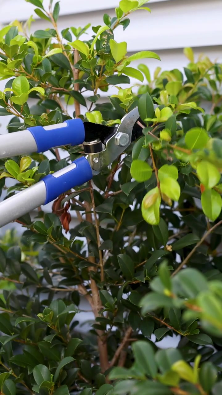 Um jardineiro usa tesouras de poda para aparar arbustos em um quintal, sob luz natural do dia. A câmera captura closes da ação.