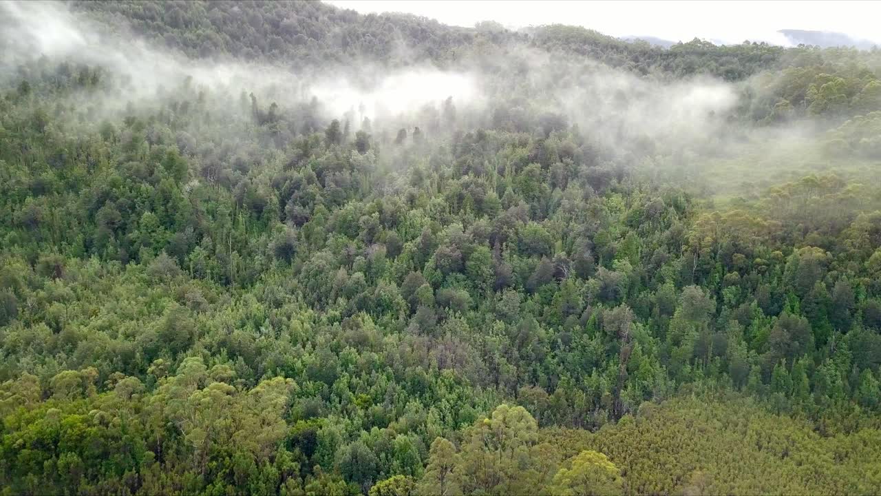Volo aereo sopra montagne nebbiose e foreste verdi in Tasmania, Australia, inquadratura media, carrellata a sinistra