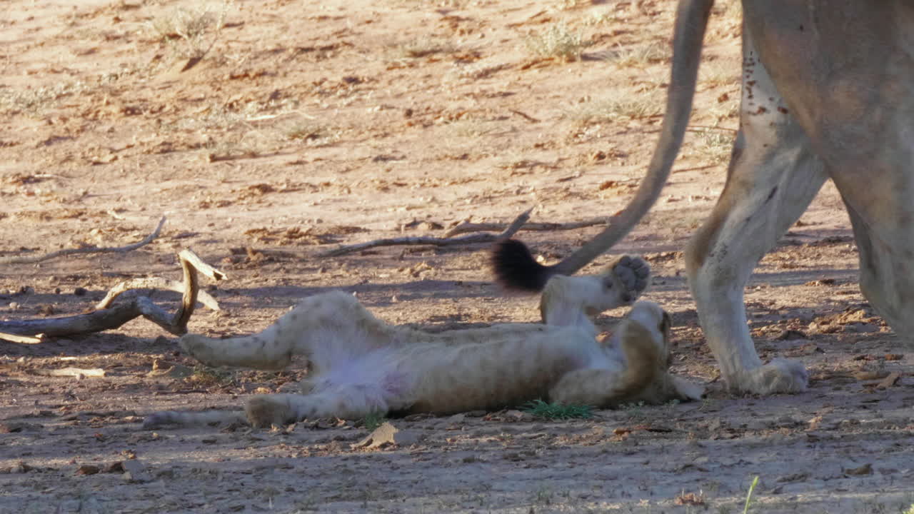 보츠와나 킬갈라가디에서 어미가 걸어가는 동안 어미를 잡으려고 바닥에 누워 장난을 치는 새끼 사자