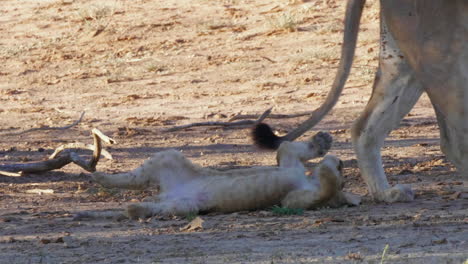 A-Lion-Cub-Being-Playful-While-Lying-On-The-Ground-Trying-To-Catch-His-Mother-As-She-Walks-By-In-Kgalagadi,-Botswana