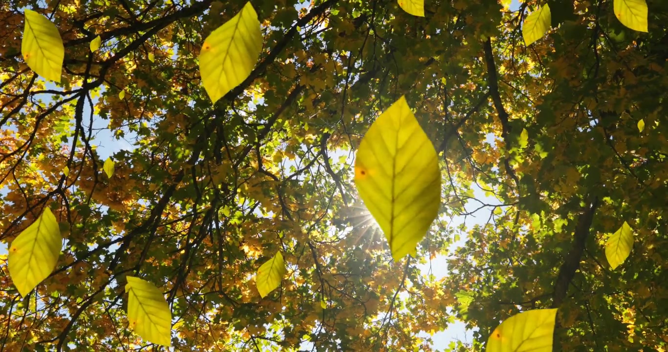 Animation von fallendem Herbstlaub vor Untersicht auf Bäume und Himmel