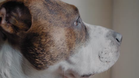 Hund-Schaut-Aus-Dem-Fenster