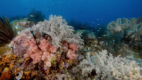 A vibrant ledge covered in soft coral and crinoids with very small fish darting around the top