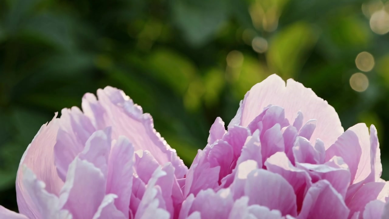 Primo piano di una peonia rosa fiorita alla luce del sole