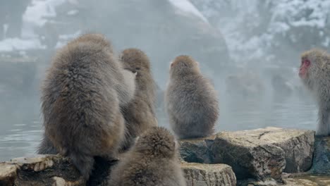 explore the daily lives of snow monkeys at jigokudani onsen with a stunning panning shot that captures their natural behavior in motion.