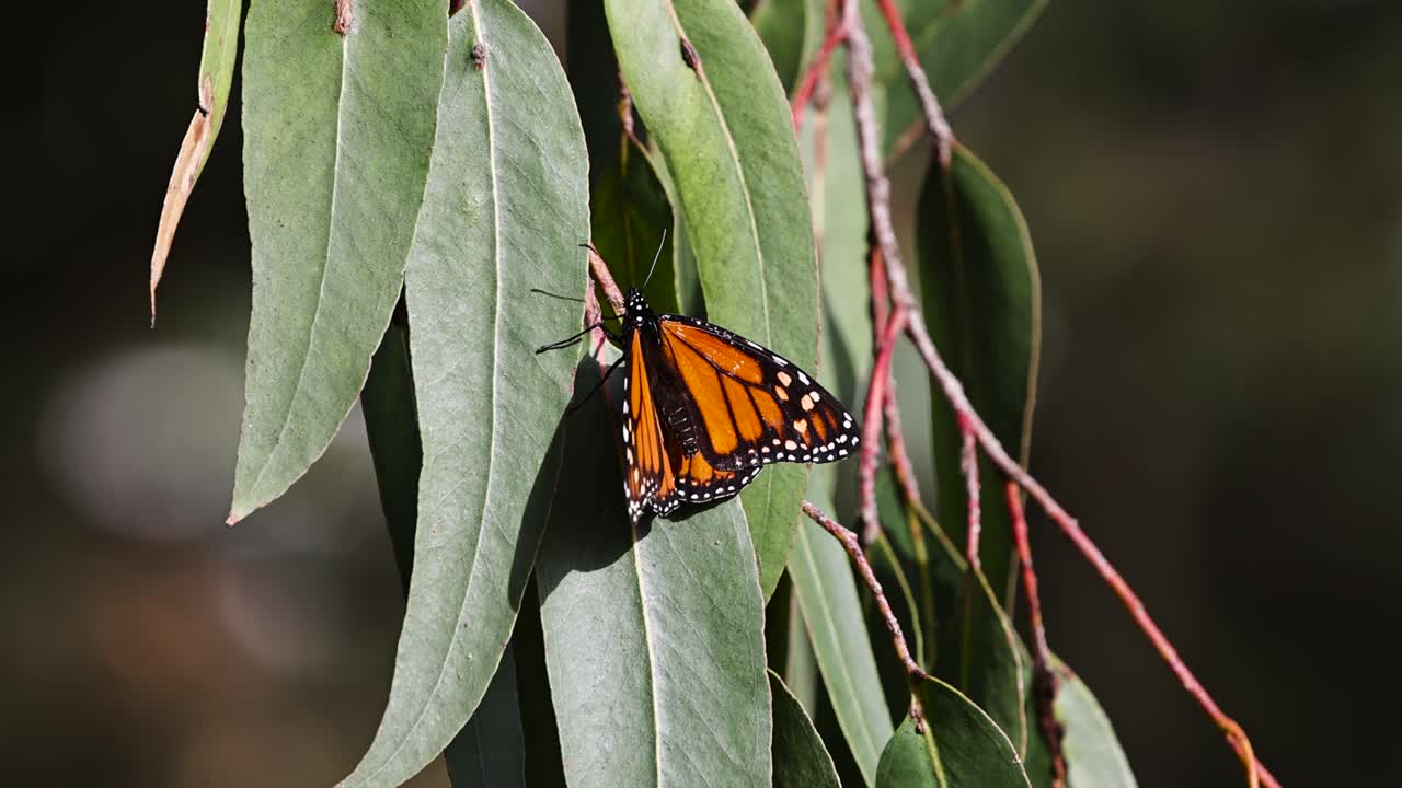 single vibrant orange monarch butterfly wings spread on a green leaf sunning itself STATIC SHOT SLOW MOTION