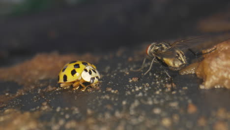 Asian-Lady-Beetle-Eating-Rotten-Pears-On-The-Ground---macro-shot