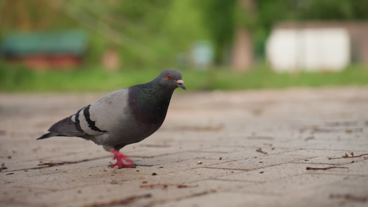 Female pigeon walking around park under sunny sky, searching ground for food, green blur background, warm light on feathers, serene urban nature moment with distant benches and people