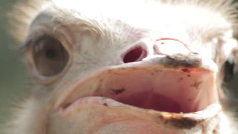 Close-up-of-a-curious-ostrich's-head-checking-its-surroundings