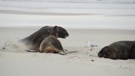 las focas juegan juntas en la playa