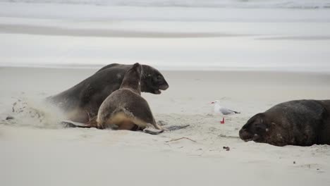 seals are playing together on the beach