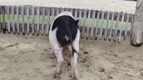 pig in a pen