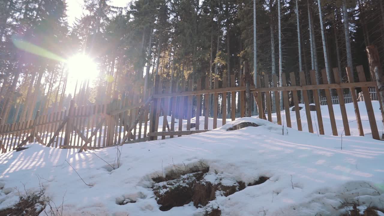 Steady Pan Right From Snow Covered Path To Sun Shining Through Trees At Krkonose National Park