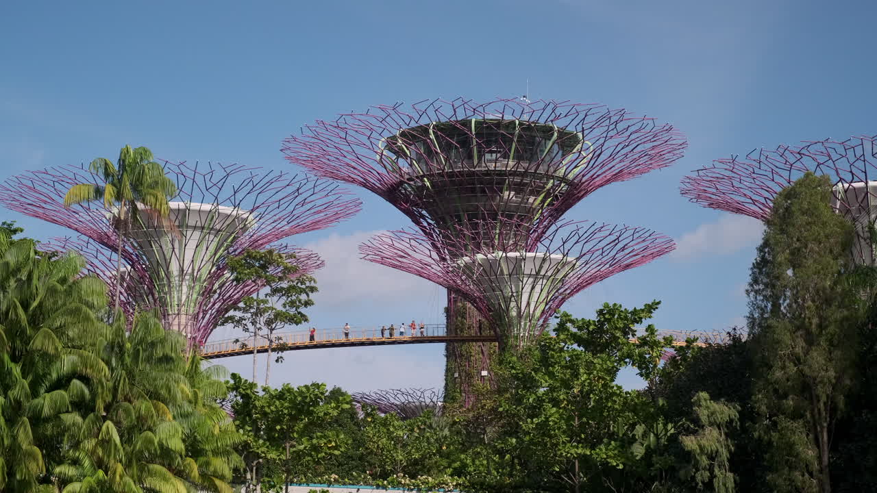 Supertree Grove in Gardens by the Bay, Singapore