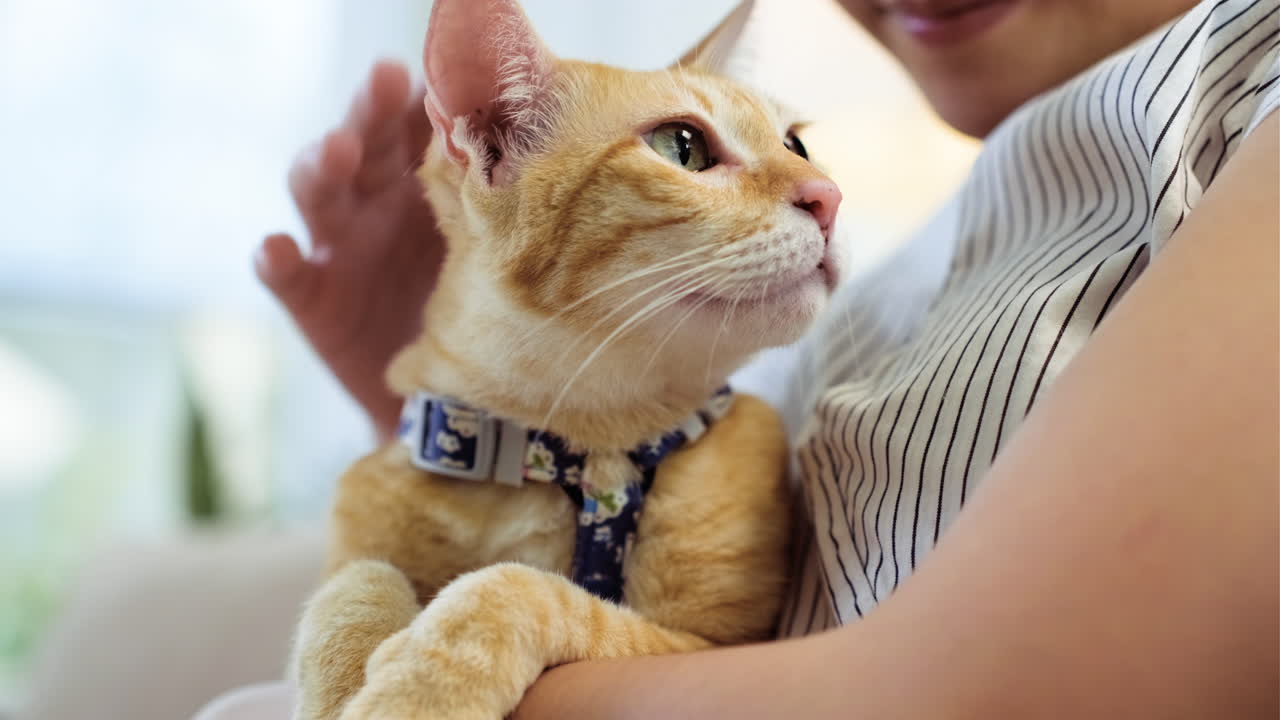 고양이와 놀고 있는 여자