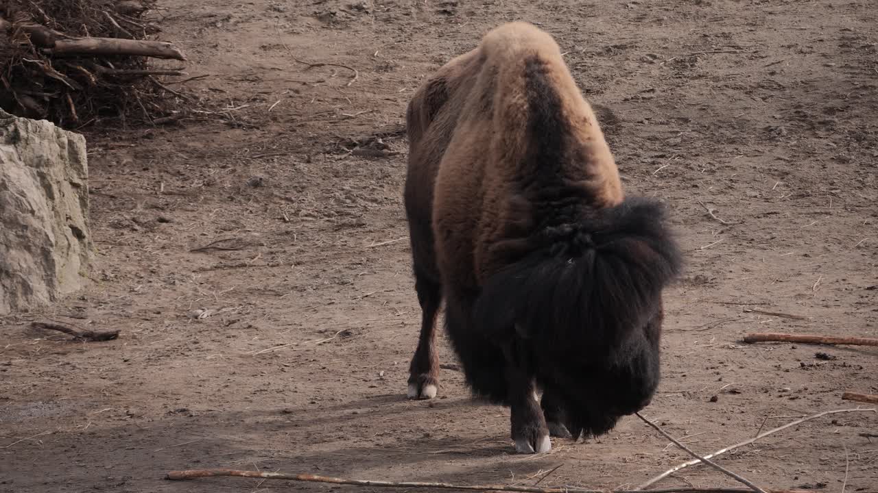 Un grande bisonte americano maschio che gioca con un ramo, in piedi sotto una morbida luce naturale.